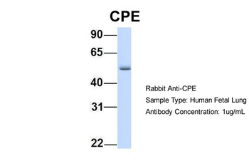 CPE Antibody