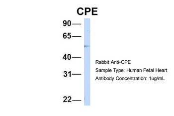 CPE Antibody