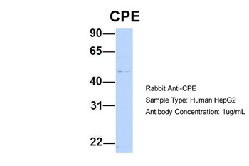 CPE Antibody