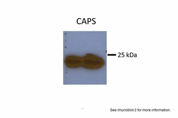 CAPS Antibody