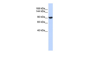 ACTN1 Antibody