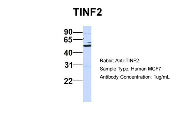 TINF2 Antibody