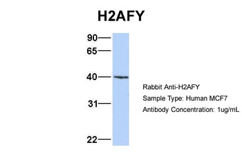 H2AFY Antibody