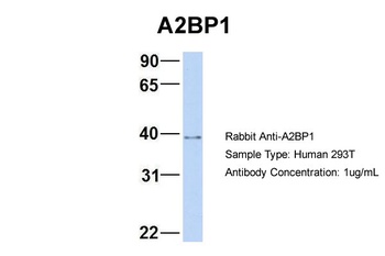 RBFOX1 Antibody