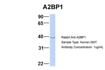 A2BP1 Antibody