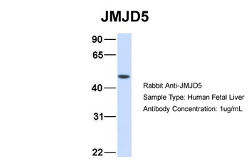 JMJD5 Antibody
