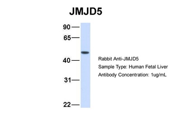 KDM8 Antibody