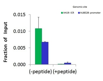 KDM8 Antibody