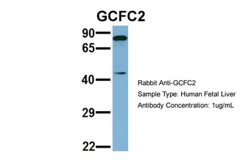 GCFC2 Antibody