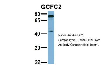 C2orf3 Antibody