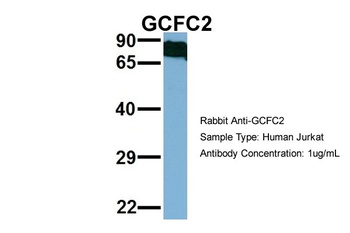 C2orf3 Antibody