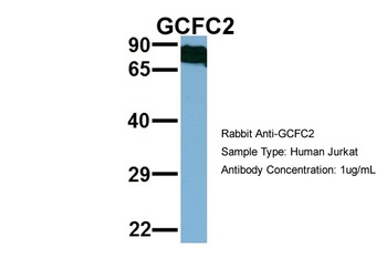 GCFC2 Antibody