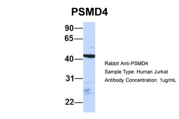 PSMD4 Antibody