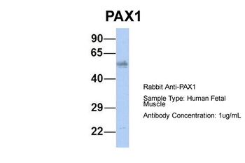 PAX1 Antibody