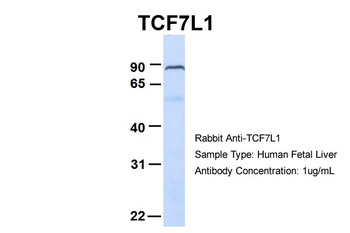 TCF7L1 Antibody