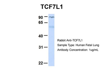 TCF7L1 Antibody