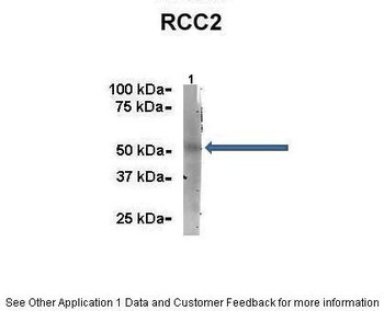 RCC2 Antibody