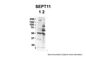 SEPT11(septin 11) Antibody