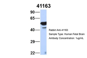 SEPT11(septin 11) Antibody