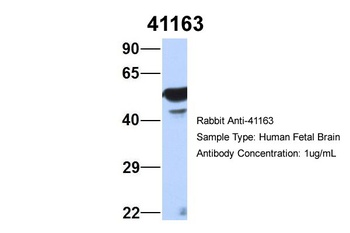 Septin 11 Antibody