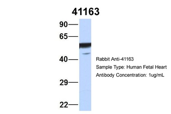 SEPT11(septin 11) Antibody
