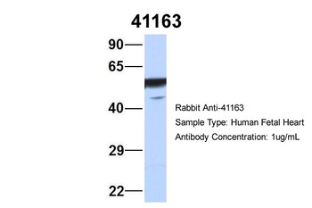Septin 11 Antibody