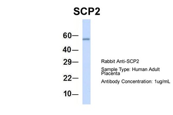 SCP2 Antibody