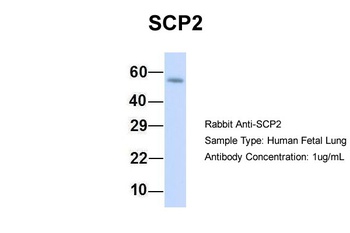 SCP2 Antibody