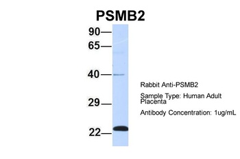 PSMB2 Antibody