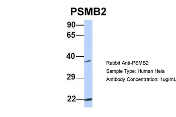 PSMB2 Antibody