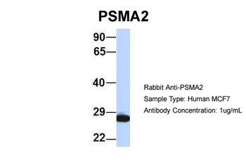 PSMA2 Antibody