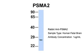 PSMA2 Antibody