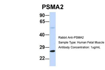 PSMA2 Antibody