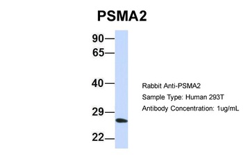 PSMA2 Antibody