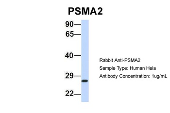 PSMA2 Antibody