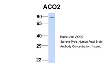ACO2 Antibody