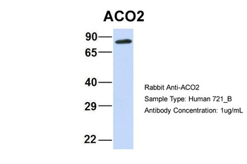 ACO2 Antibody