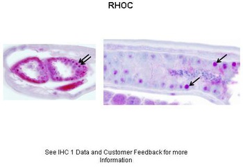 RHOC Antibody