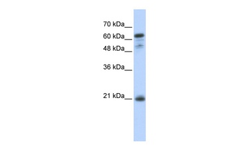 GCSAM Antibody