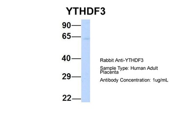 YTHDF3 Antibody