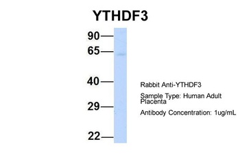 YTHDF3 Antibody