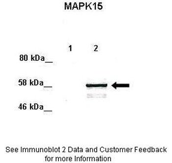 MAPK15 Antibody