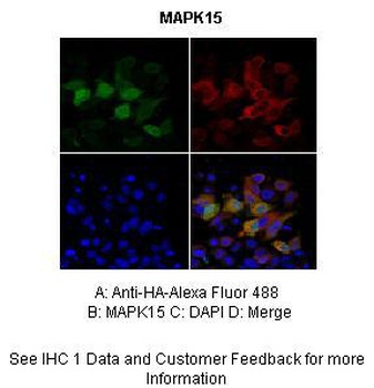 MAPK15 Antibody