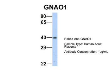 GNAO1 Antibody