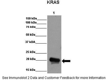 KRAS Antibody