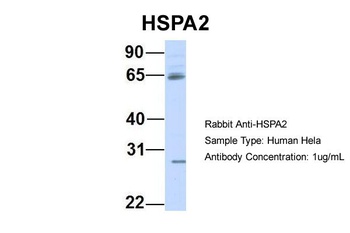 HSPA2 Antibody
