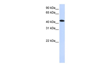 MKNK2 Antibody