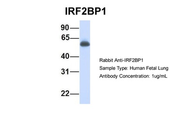 IRF2BP1 Antibody
