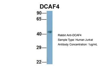 DCAF4 Antibody