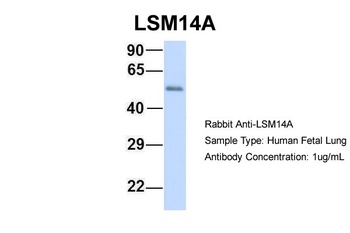 LSM14A Antibody
